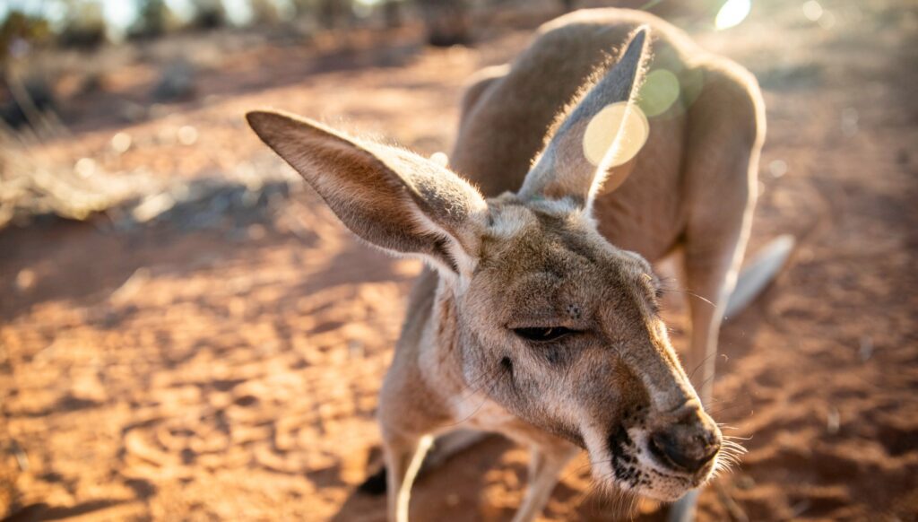 The Kangaroo Sanctuary