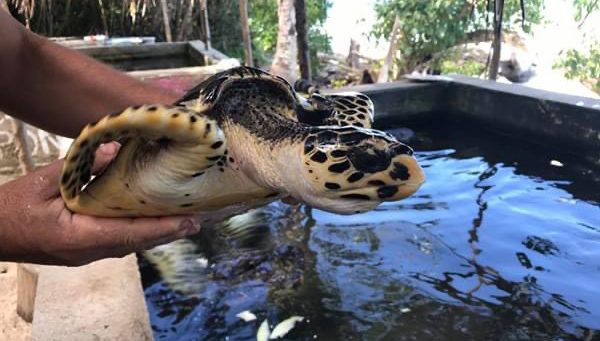 Tranquillity Island Resort proudly runs a voluntary Hawksbill Turtle Conservation Program