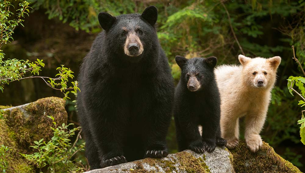 BC Black bears and Spirit Bear in the Great Bear Rainforest credit Ian McAllister Pacific Wild