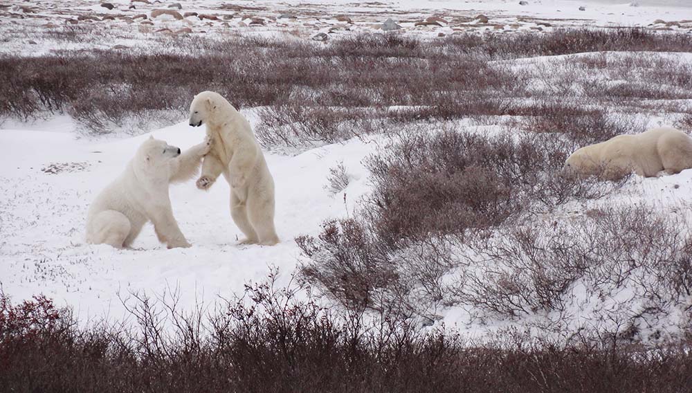 TM Churchill Polar Bears Playing2 Credit Travel Manitoba