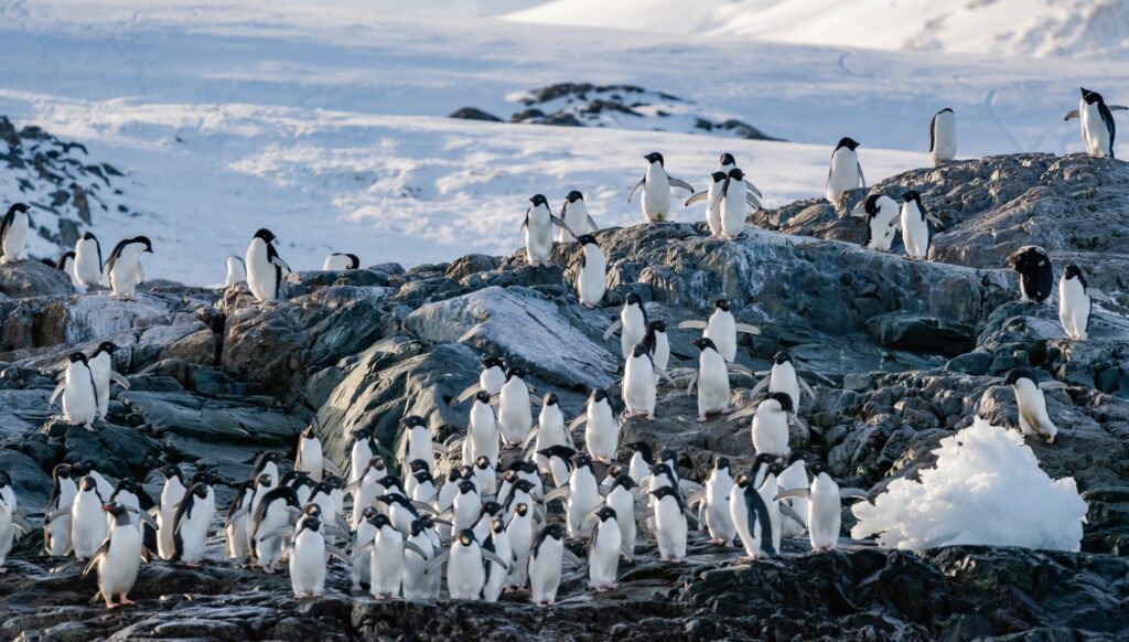 Adelie Penguins at the Yalour Islands, Antarctica