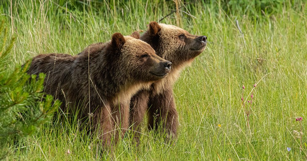 Canada Grizzly Bears © Coulter Schmitz
