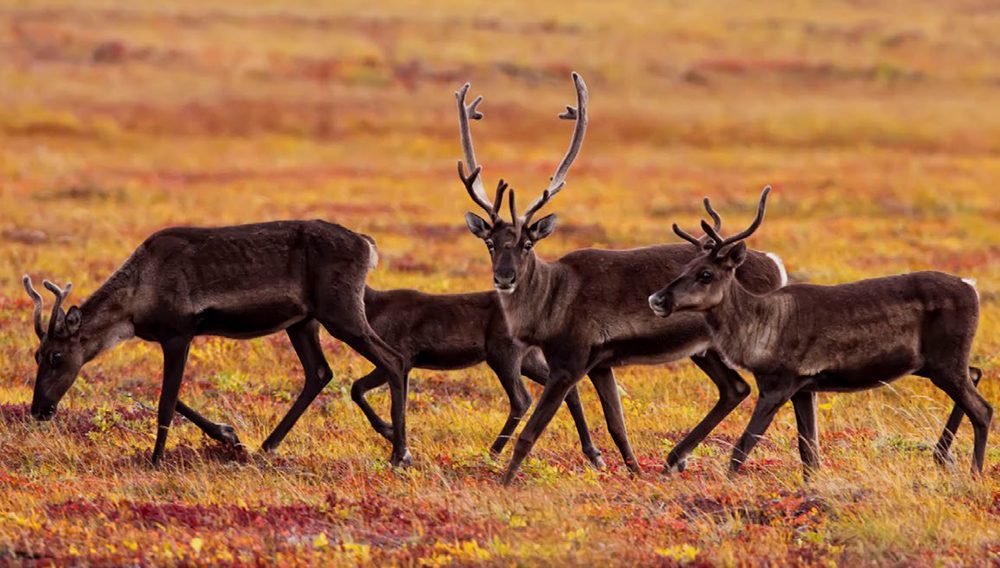 Canada's epic adventure packages await + WIN a famil – Karryon