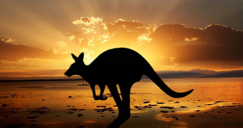 Kangaroo on beach at sunset in silhouette.