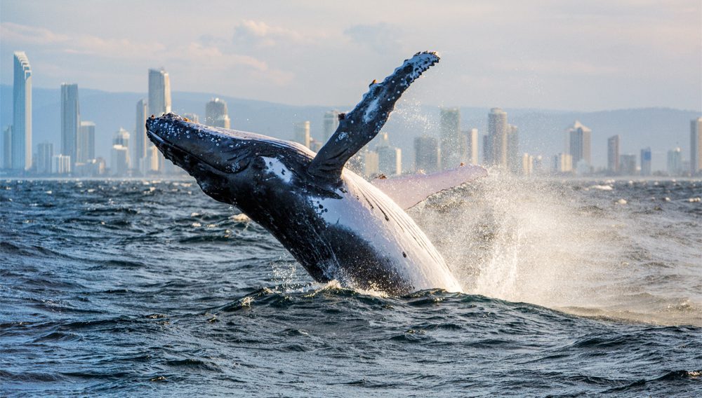 GOLDEN TICKET: Reserve your place at the Destination Gold Coast Roadshow today! 3 whaledgcevent