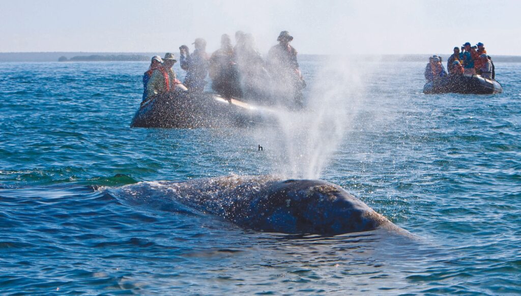 Grey whales, Baja California