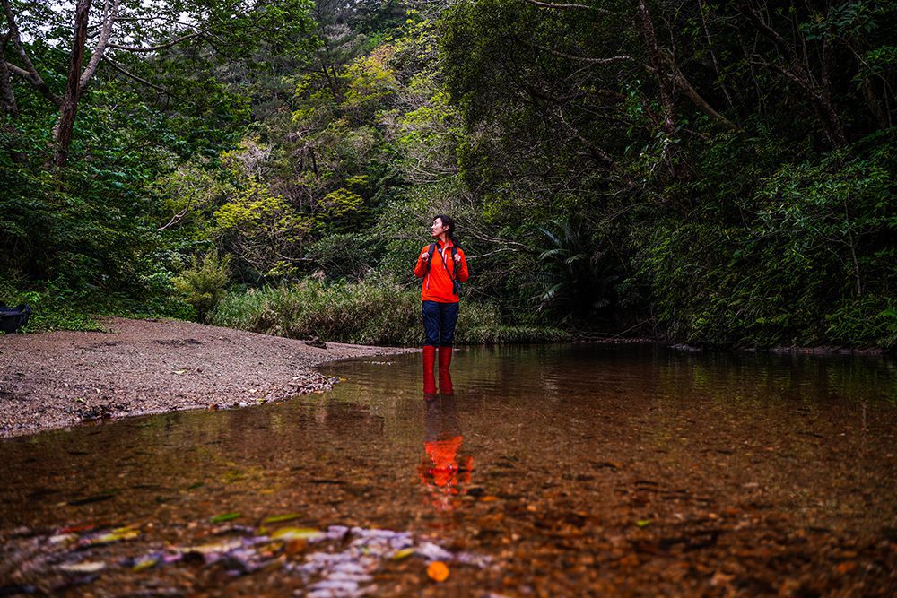 The Yanbaru forest, Okinawa ©Jeremy Drake