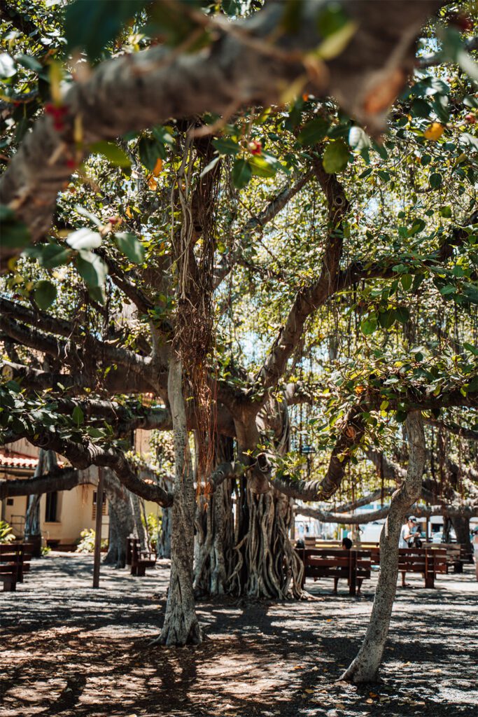 The banyan tree in Lahaina ©Salt & Charcoal / Hawai‘i Tourism Authority