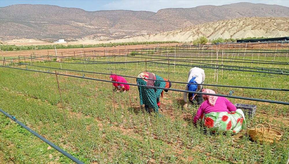 Planting for the Planet Morocco project Womens coop nursery courtesy High Atlas Foundation