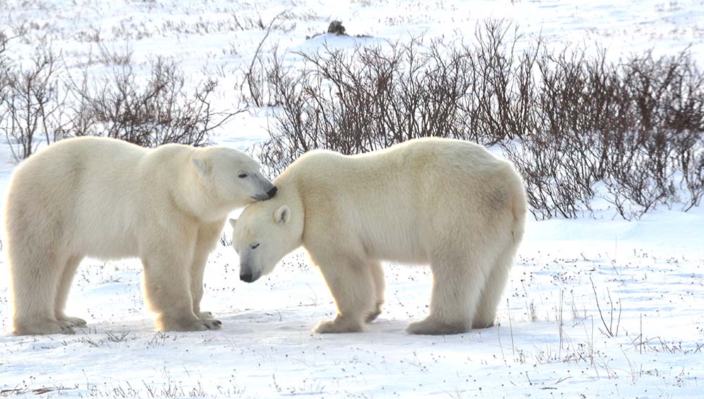 DC Fall Polar Bears 0562 Credit Travel Manitoba