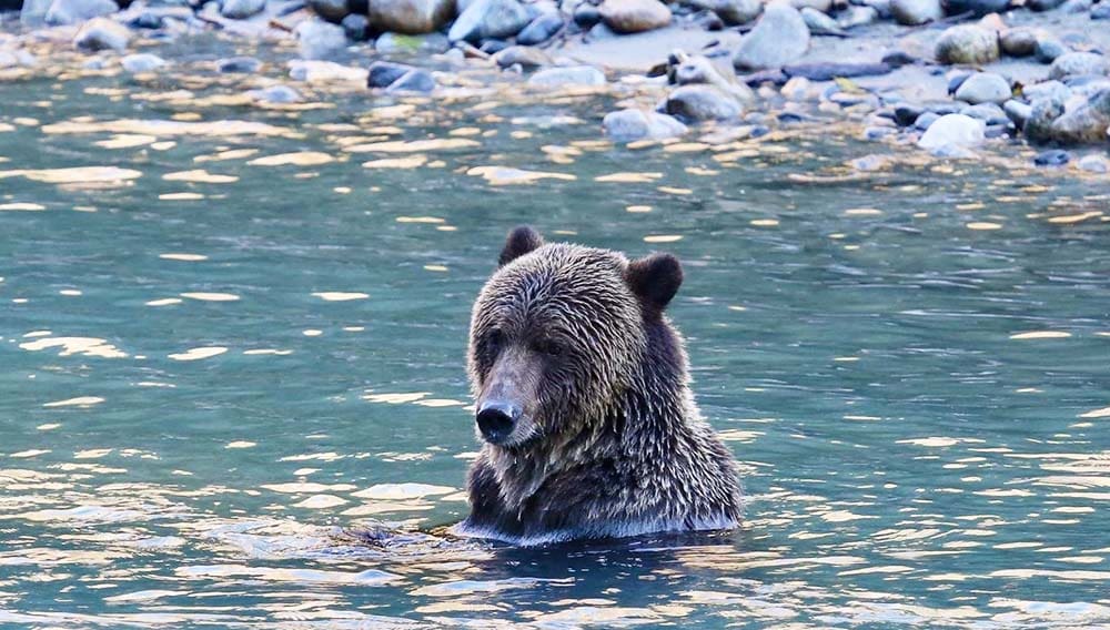 Grizzly bear in BC, Canada