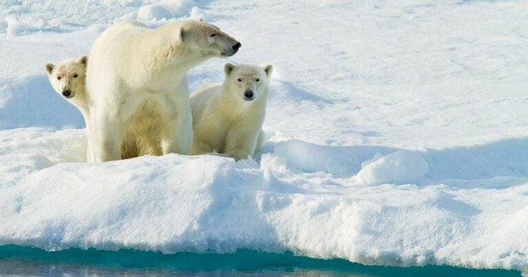 Nor-way! WIN a cool-as Arctic trip with Lindblad Expeditions to see polar bears