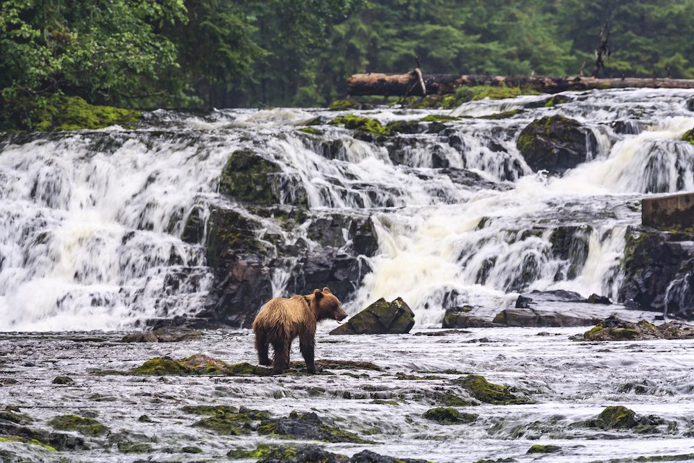 A young brown bear fishing for salmon at Freshwater Bay creek/waterfall, Tenakee Inlet, Chichagof Island, Tongass National Forest, Inside Passage, S.E. Alaska, USA, North America