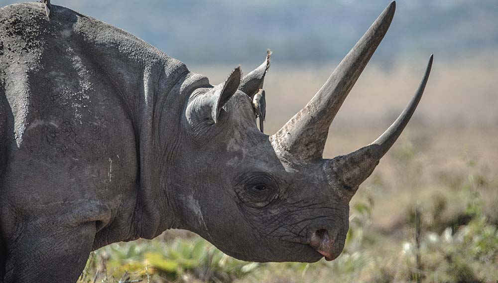 Emirates United for Wildlife black rhino