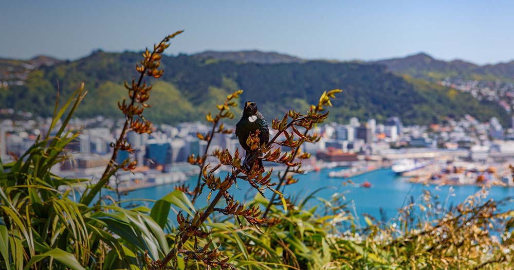 TRENZ 2024 is trending as tourism businesses snap up spots for Wellington event