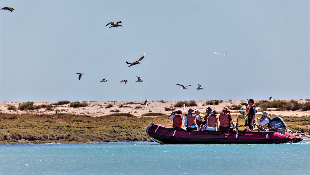 Cruise travel news: 4 updates advisors need to know 5 Coral Expeditions view wildlife from a zodiac in the Lacepede Islands._cruise travel