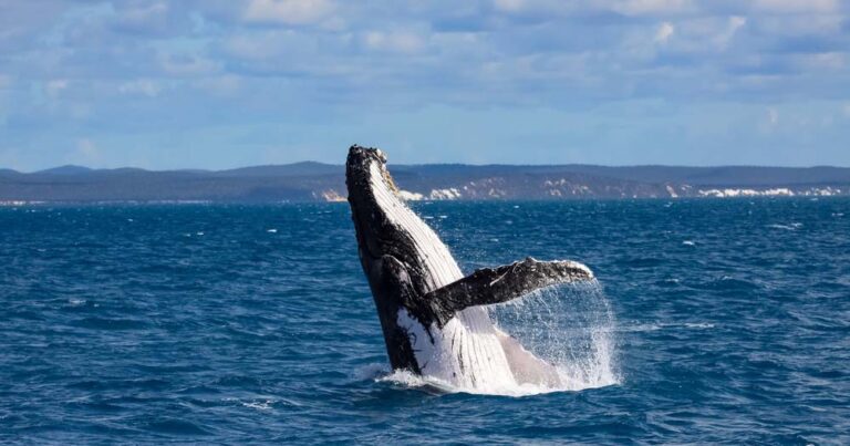 Whale of a first time: Jetstar to jet direct to Queensland coastal city in 2024