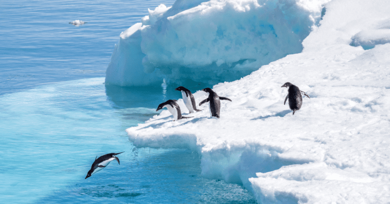 Sail or fly the Drake Passage with Lindblad’s new Antarctica expeditions