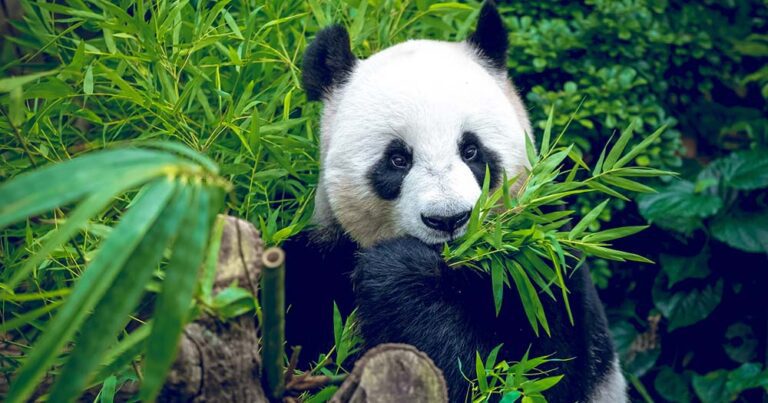Panda-monium! Wendy Wu debuts new 2024-25 Asia campaign plus travel deals