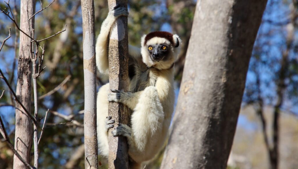 Lemur, Madagascar, Bunnik Tours