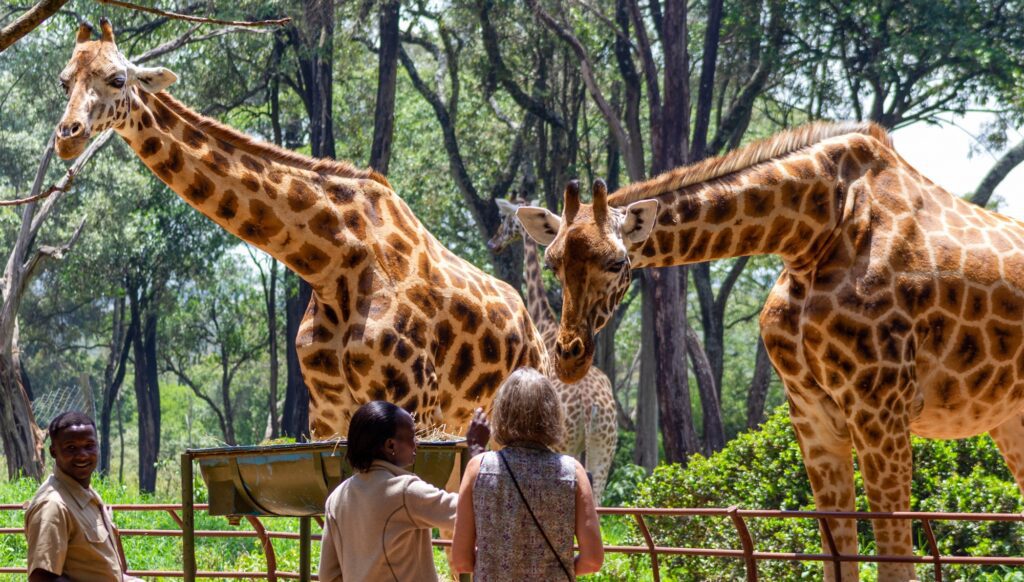 Giraffe Kenya
Bunnik