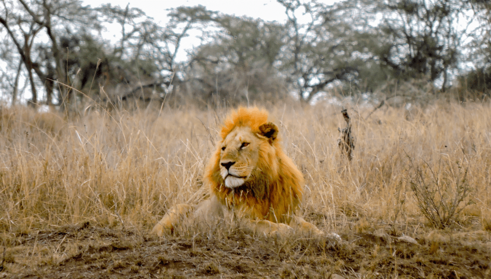 Bunnik Tour African safari lion
