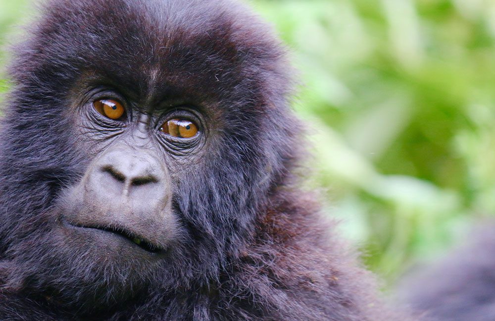 Slow safari_gorillas in Rwanda_Virtuoso