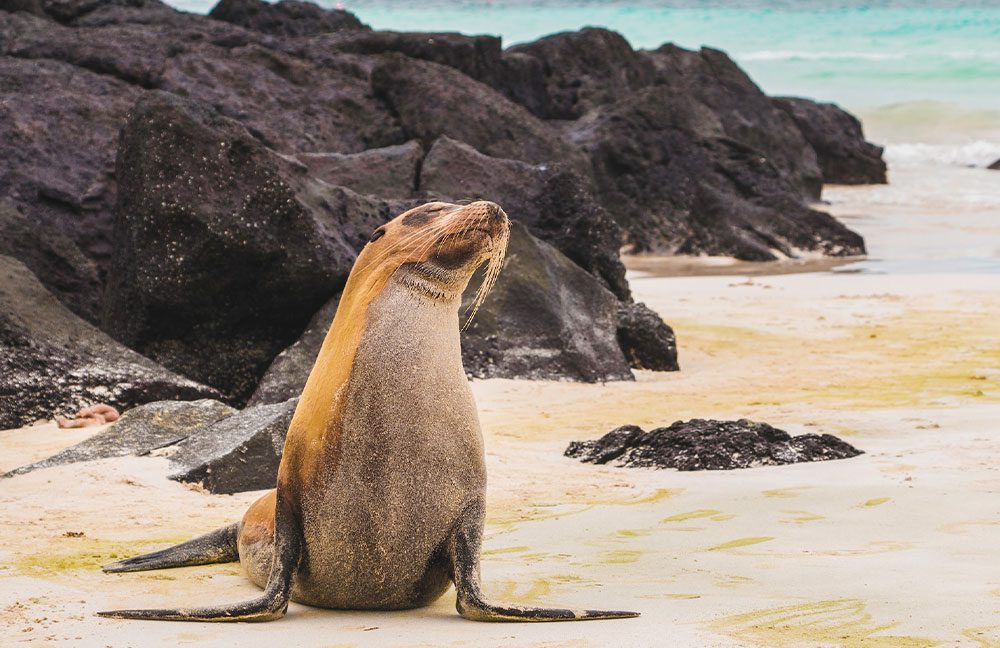 Sealion in Galapagos islands credit Amy Perez 1000x648 1