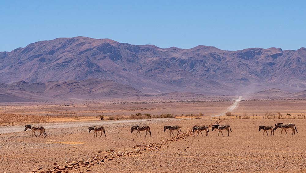 Tauck Namibia Zebra Namib