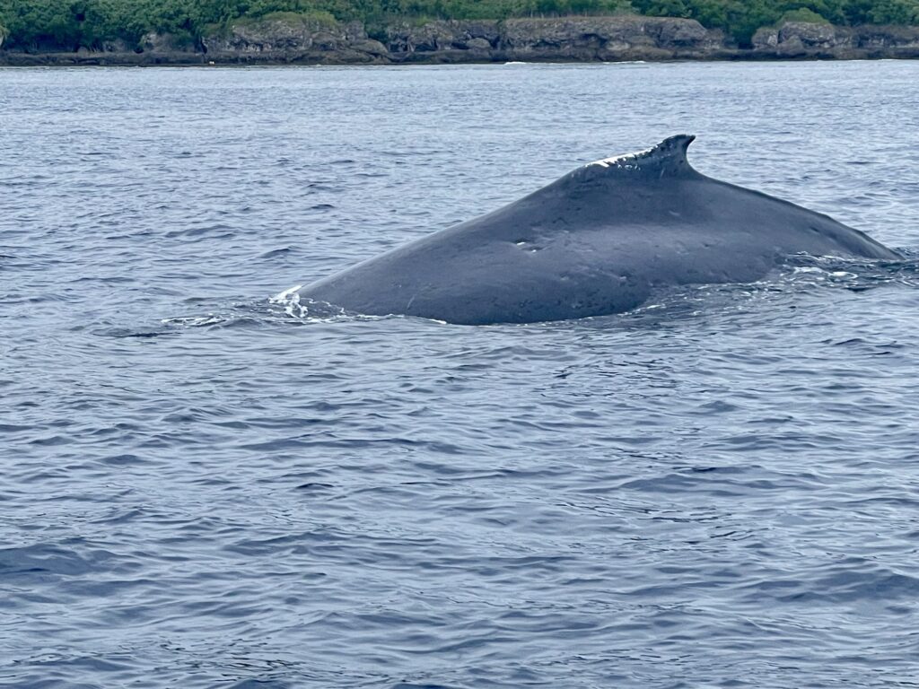 6 things that will blow your mind on Vanuatu’s adventure island 2 Vanuatu Tanna whale