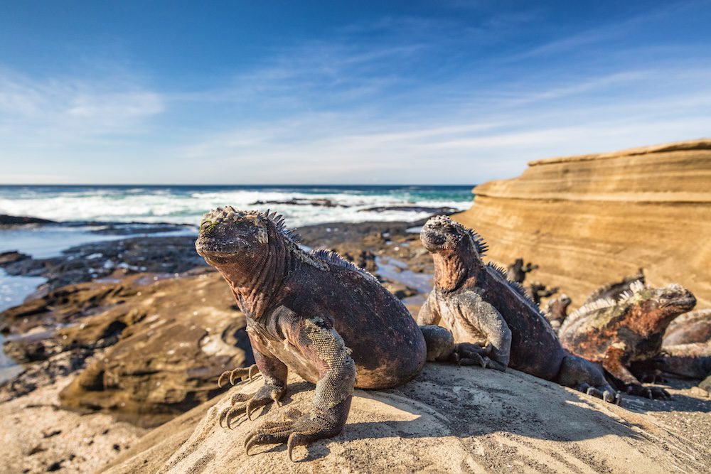 Travel alert: civil unrest hits Papua New Guinea and Ecuador 3 Galapagos Islands