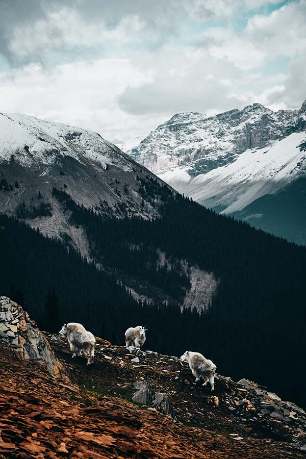 BC Mountain goats along the Burgess Mountain pass in Yoho National Park