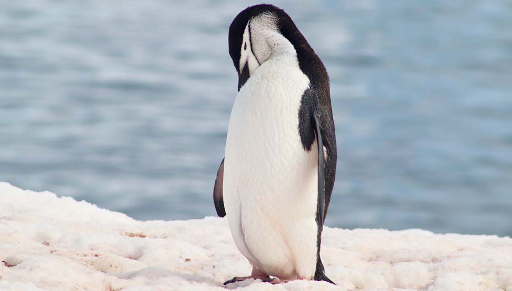 TM Chimu Kerry Cleasby Antarctica Penguin