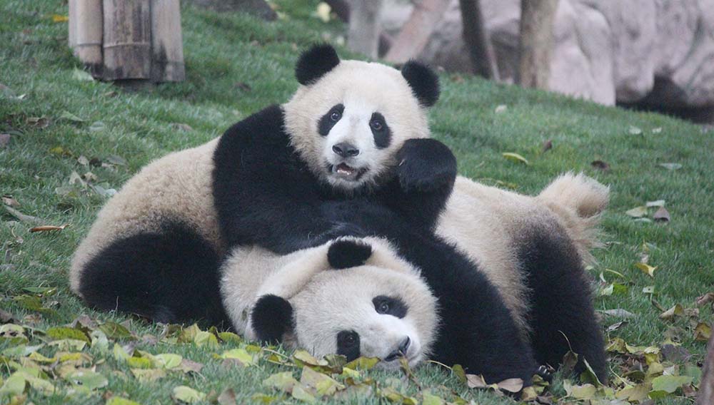 Wendy Wu Giant Pandas China 540280585