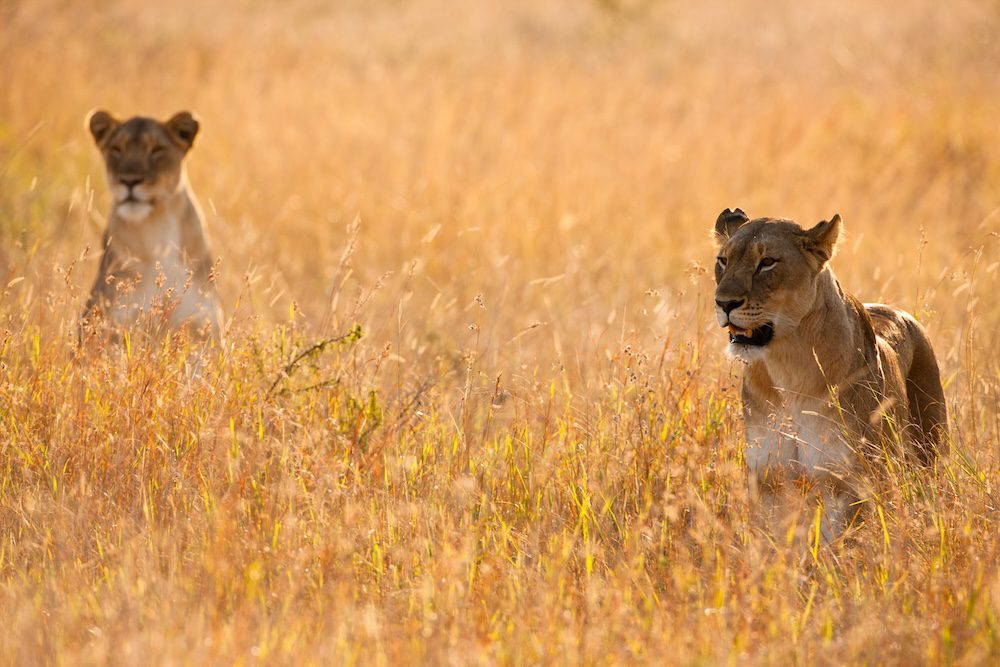 Lioness on the hunt, Phinda Game Reserve, South Africa
&Beyond