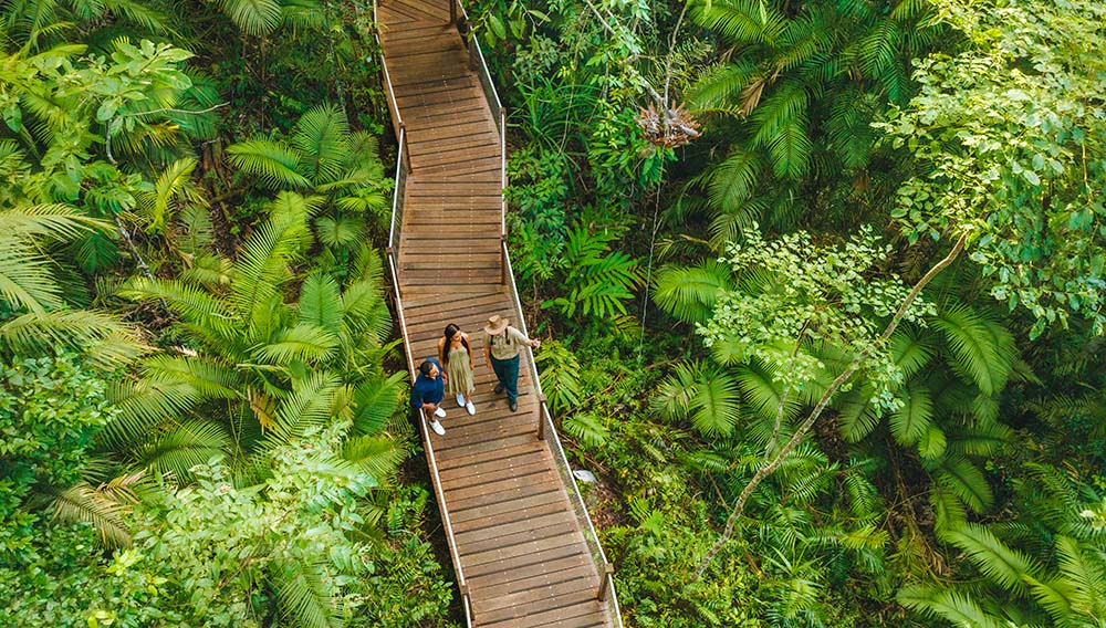 Cairns Rainforest