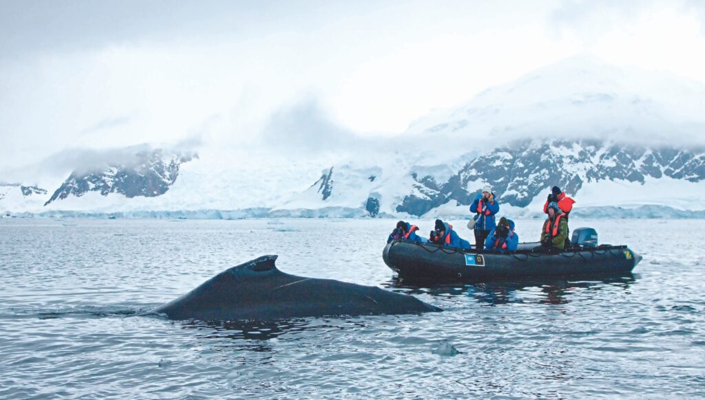 A group of travellers on a Zodiac boat watching a whale in the water, with icebergs in the distance