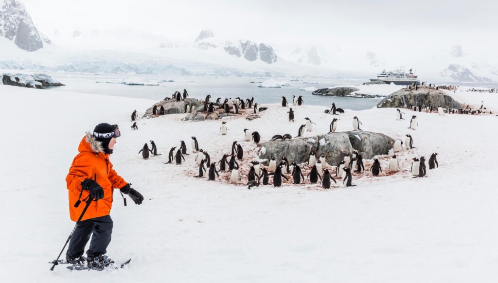 A man in a red jacket looking at a circle of penguins on the ice.