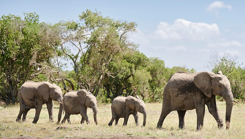 Family of elephants to illustrate A&K Travel Group's paid parental leave policy.