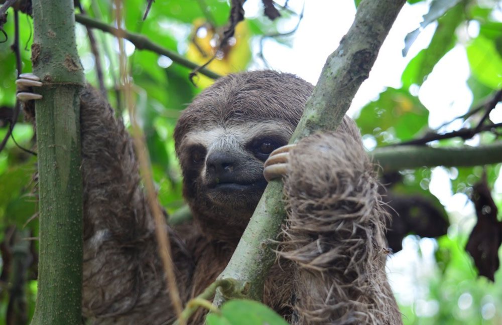 Three-toed sloth hanging in a tree in the Amazon.