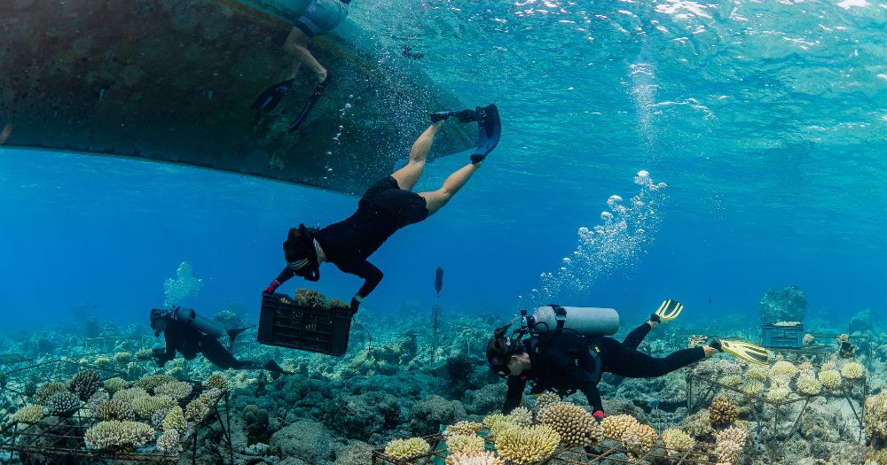 Coral reef restoration, Maldives