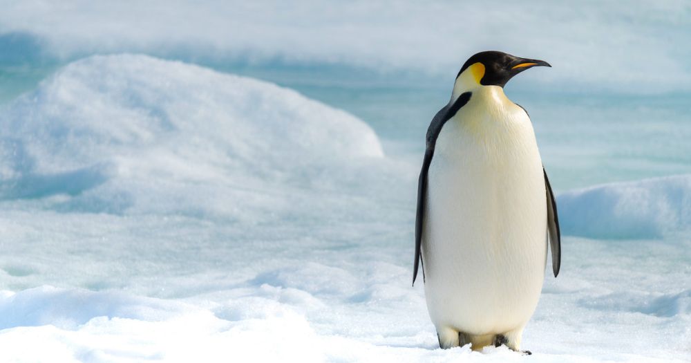 Emperor Penguin Ponant