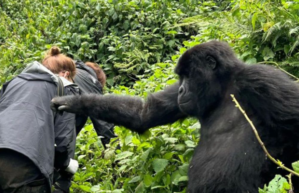 Gorilla touching Lea in Rwanda_Singita