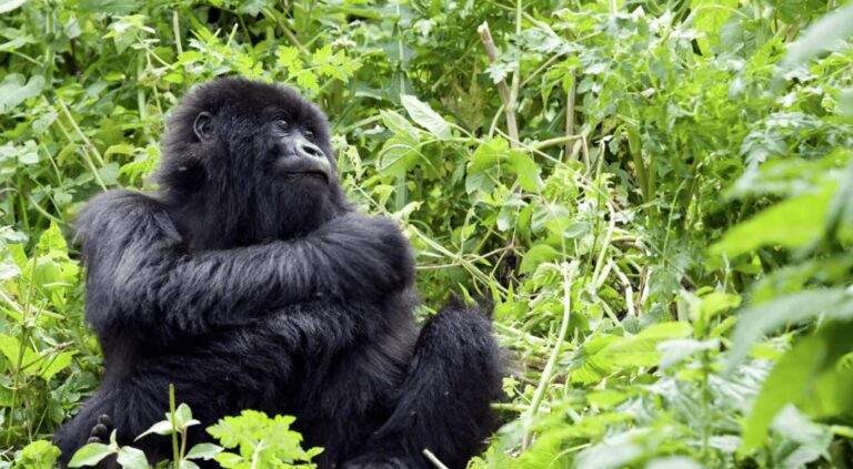 Opinion: Lea Seguier, Singita, on the soul-changing experience of gorilla-trekking in Rwanda