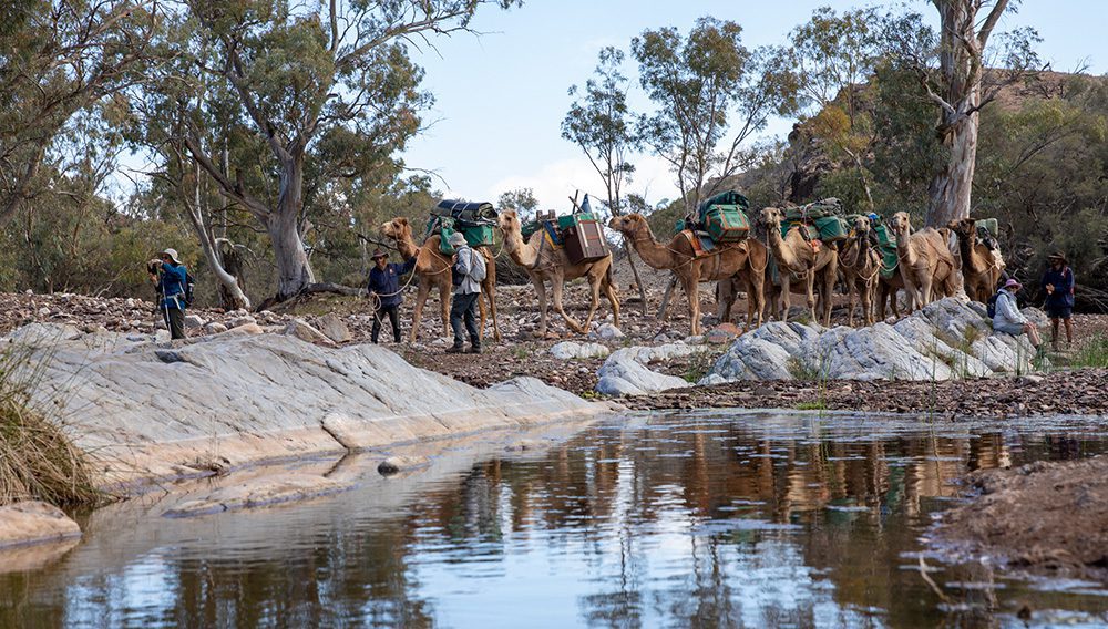 Park Trek Walking Holidays Camels Flinders