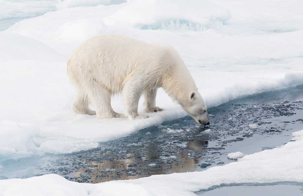 Polar-bear-on-pack-ice,-Spitsbergen;-Al-Bakker_resized
