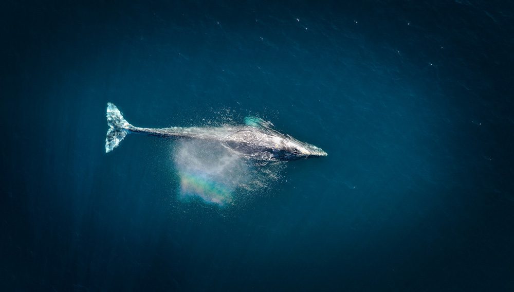 cc fiji whales Tonga
