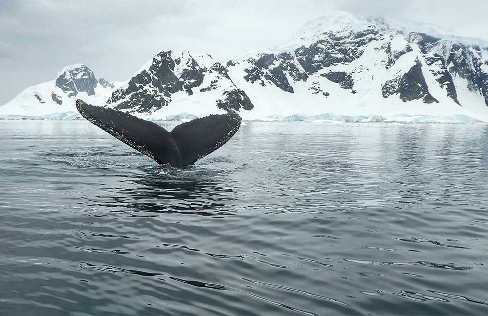 Antarctica_credit Derek Oven_Robyn and Murray Sinfield
