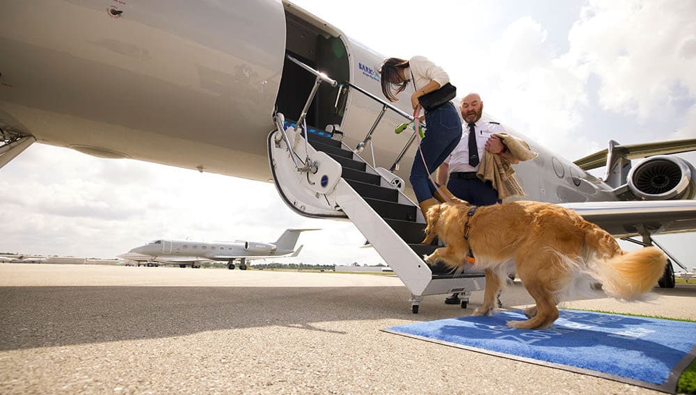 Bark Air dog boarding plane