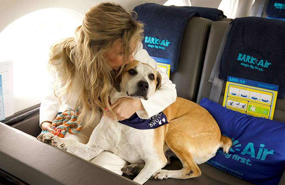 This new US carrier is pawsively just the $9K ticket for canines (& their companions)